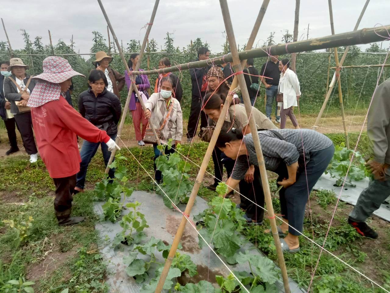 title - ส.ป.ก.พิษณุโลก จัดฝึกอบรมเกษตรกรภายใต้โครงการระบบส่งเสริมการเกษตรแบบแปลงใหญ่ในเขตปฏิรูปที่ดิน ปีงบประมาณ พ.ศ. 2569 หลักสูตร “การศึกษาดูงานเพื่อพัฒนาทักษะและแลกเปลี่ยนประสบการณ์ด้านการผลิตเมล็ดพันธุ์พืชผัก”